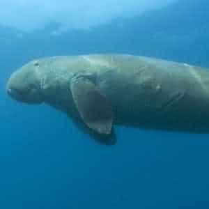 Mozambique Fauna Dugong
