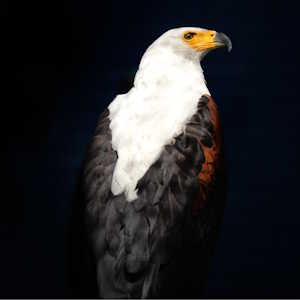 Mozambique Fauna Fish Eagle