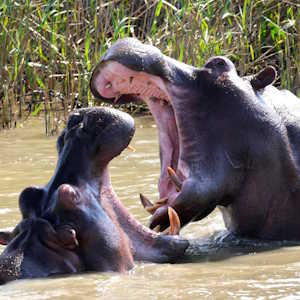 Mozambique Fauna Hippos