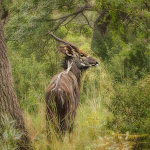 Mozambique Fauna Nyala