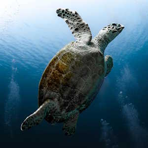 Mozambique Fauna Turtle