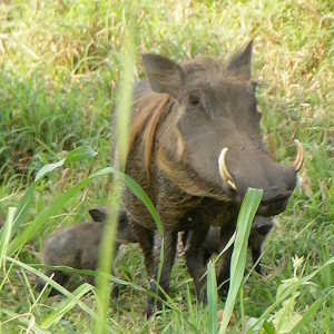 Mozambique Fauna Warthogs