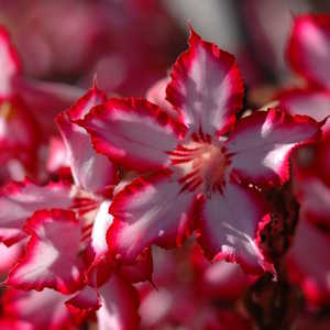 Mozambique Flora Impala lily