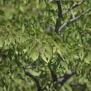 Mozambique Flora Mopane Tree
