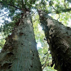 Mozambique Flora Yellowwood