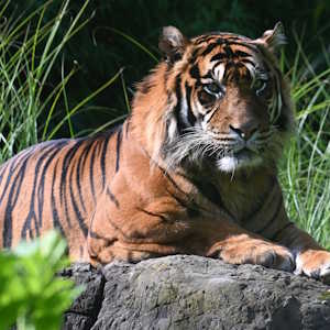 Nepal Fauna Bengal Tiger