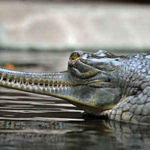 Nepal Fauna Gharial