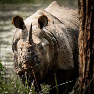 Nepal Fauna Greater one-horned Rhinoceros
