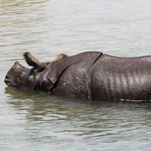 Nepal Fauna Indian rhinoceros