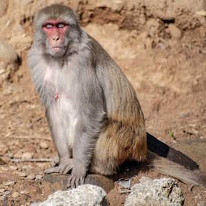Nepal Fauna Rhesus Macaque monkey