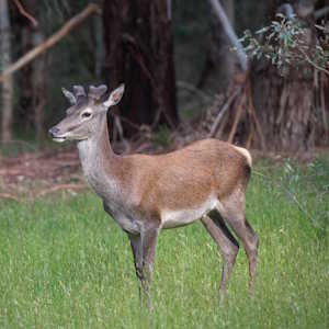 Nepal Fauna Sambar deer