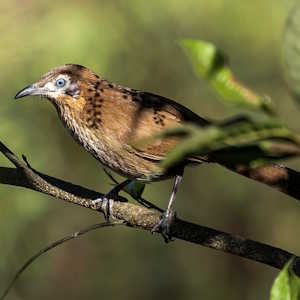 Nepal Fauna Spiny Babbler