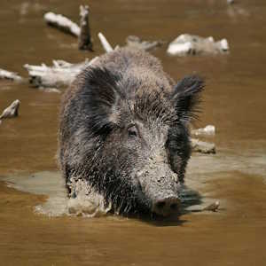 Nepal Fauna Wild Boar