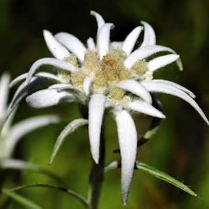 Nepal Flora Edelweiss