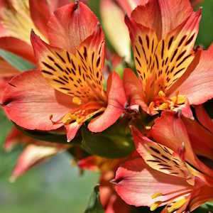 Nepal Flora Rhododendron