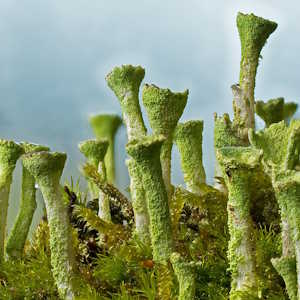 Nepal Flora Trumpet lichen
