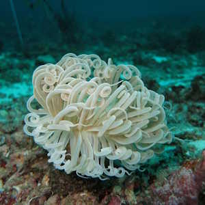 Philippines fauna Anemone