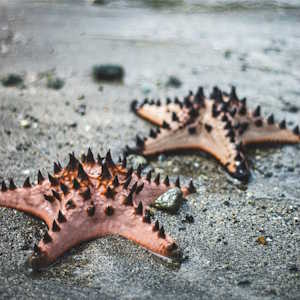 Philippines fauna Starfish