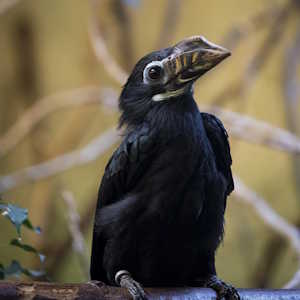 Philippines fauna Tariktik-horn bird