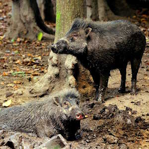 Philippines fauna Visayan Warty Pigs