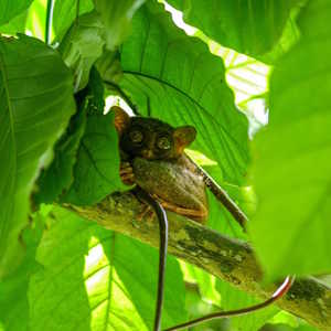 Philippines fauna tarsier