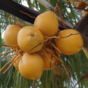 Philippines flora Coconut palm infrutescence