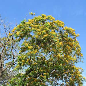Philippines flora Pterocarpus indicus