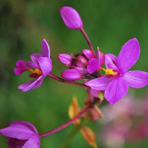 Philippines flora ground orchid