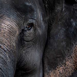 Thailand fauna Asian elephant