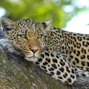 Thailand fauna Leopard