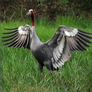 Thailand fauna Sarus Crane
