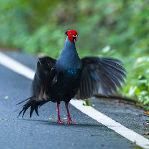 Thailand fauna Siamese Fireback