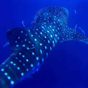 Thailand fauna Whale Shark