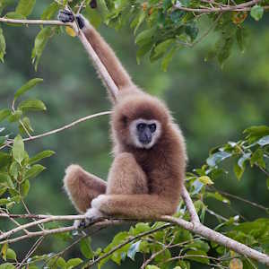 Thailand fauna White-handed Gibbon Hylobates lar