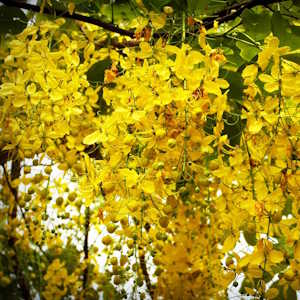 Thailand flora Ratchaphruek Cassia fistula