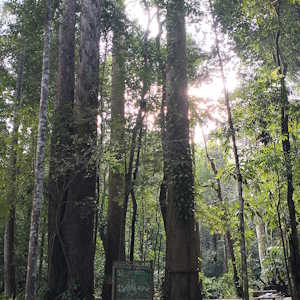 Thailand flora Ta-khian trees Hopea odorata
