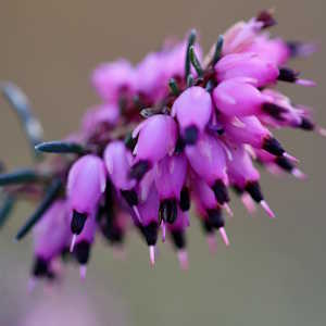 UK Flora Bell Heather