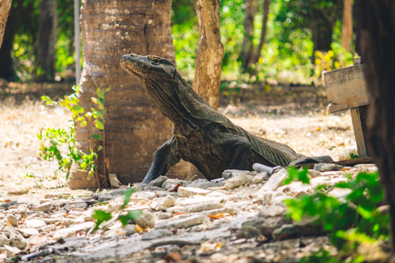 Indonesia-Komodo Dragon