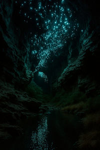 New Zealand Glowworms